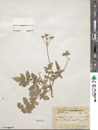 Tetrataenium canescens image