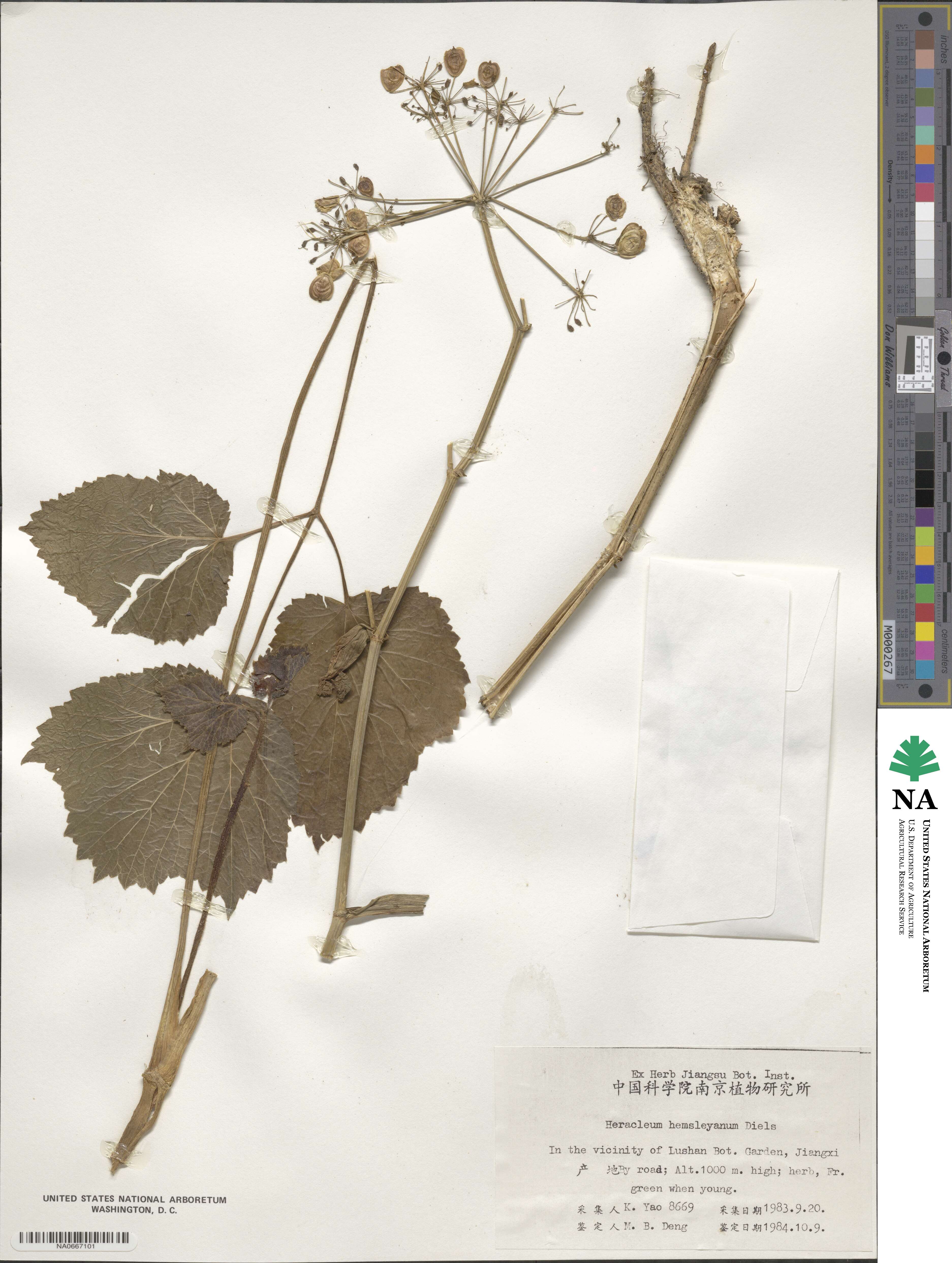 Heracleum hemsleyanum image