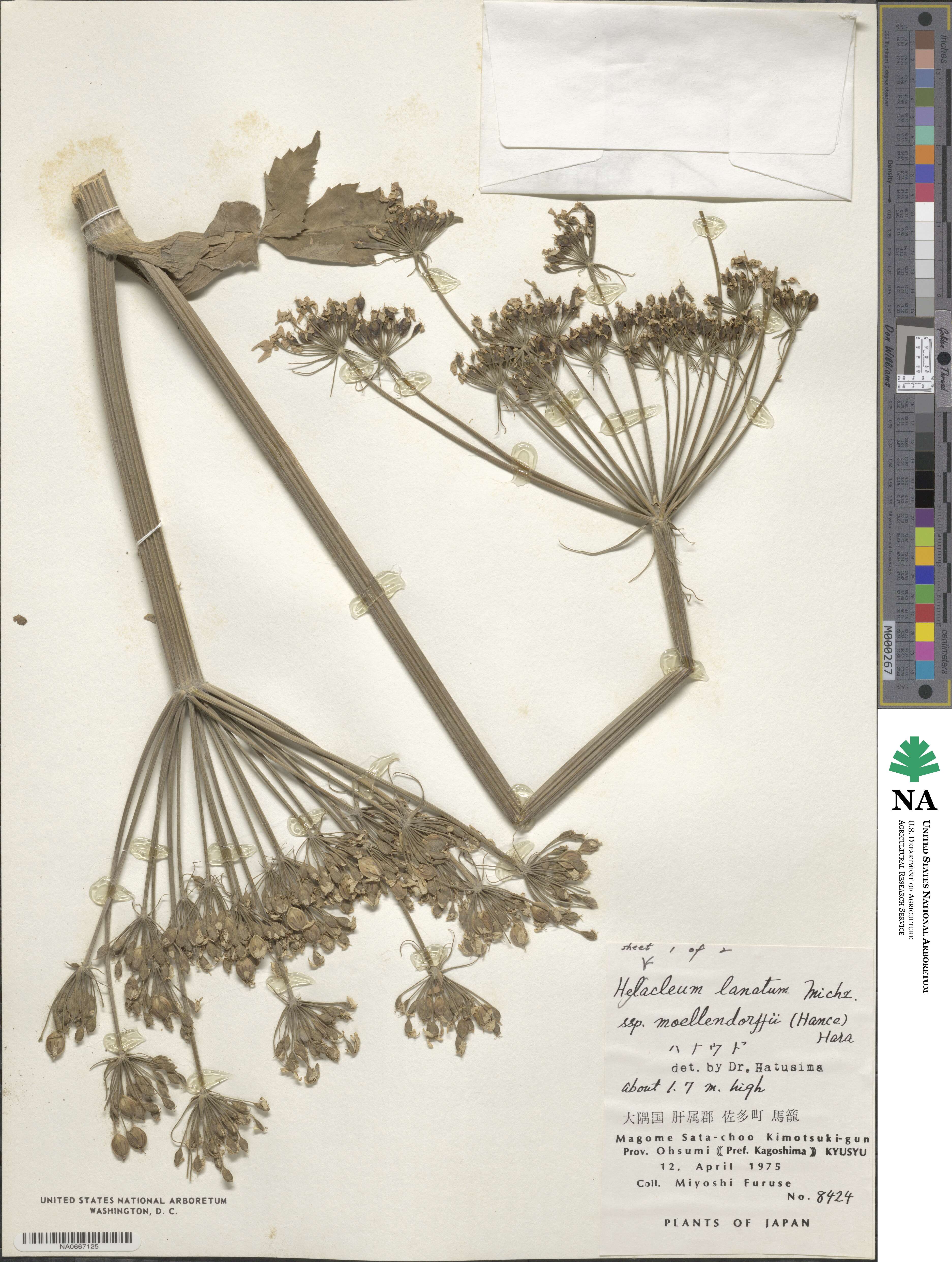 Heracleum moellendorffii image