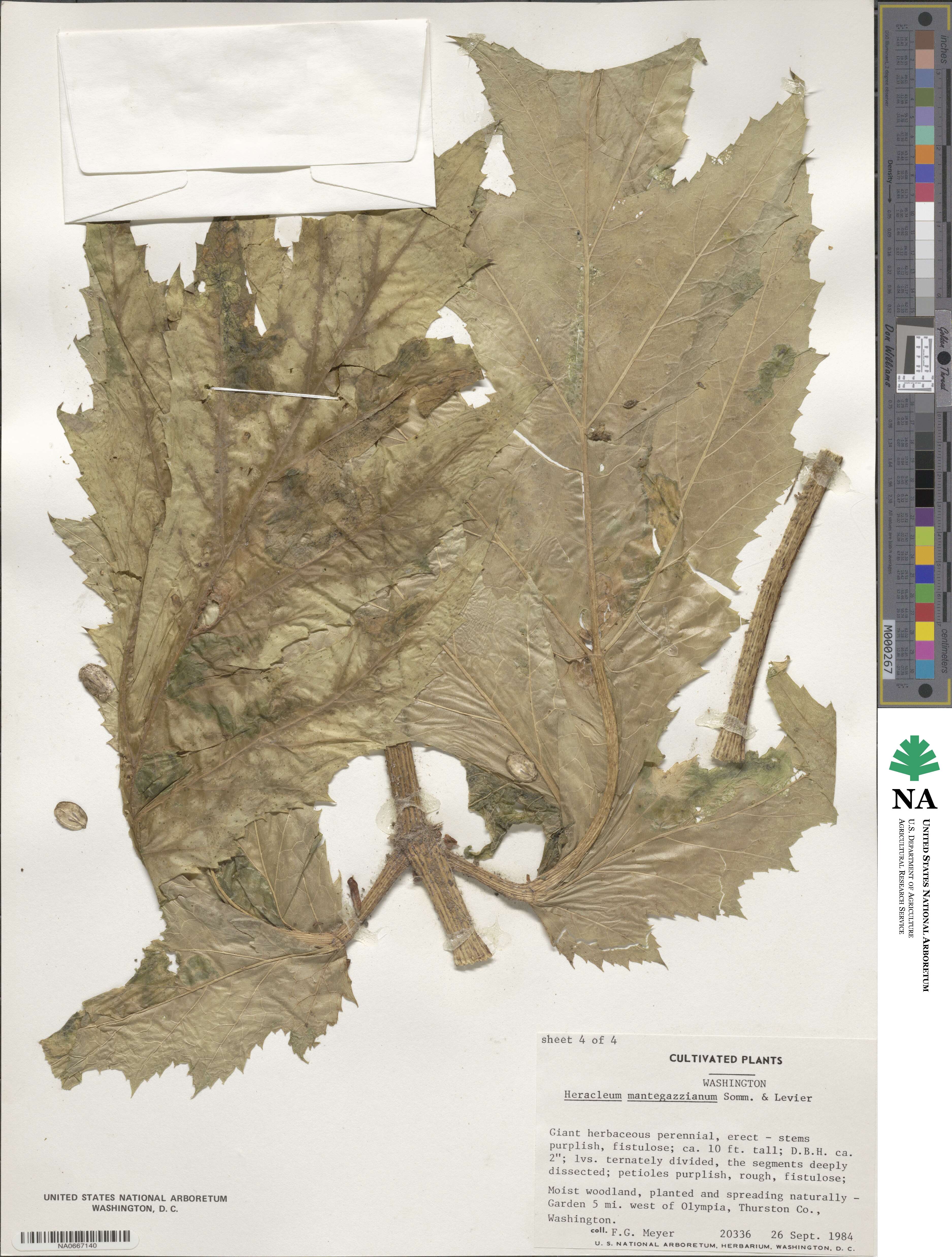 Heracleum mantegazzianum image