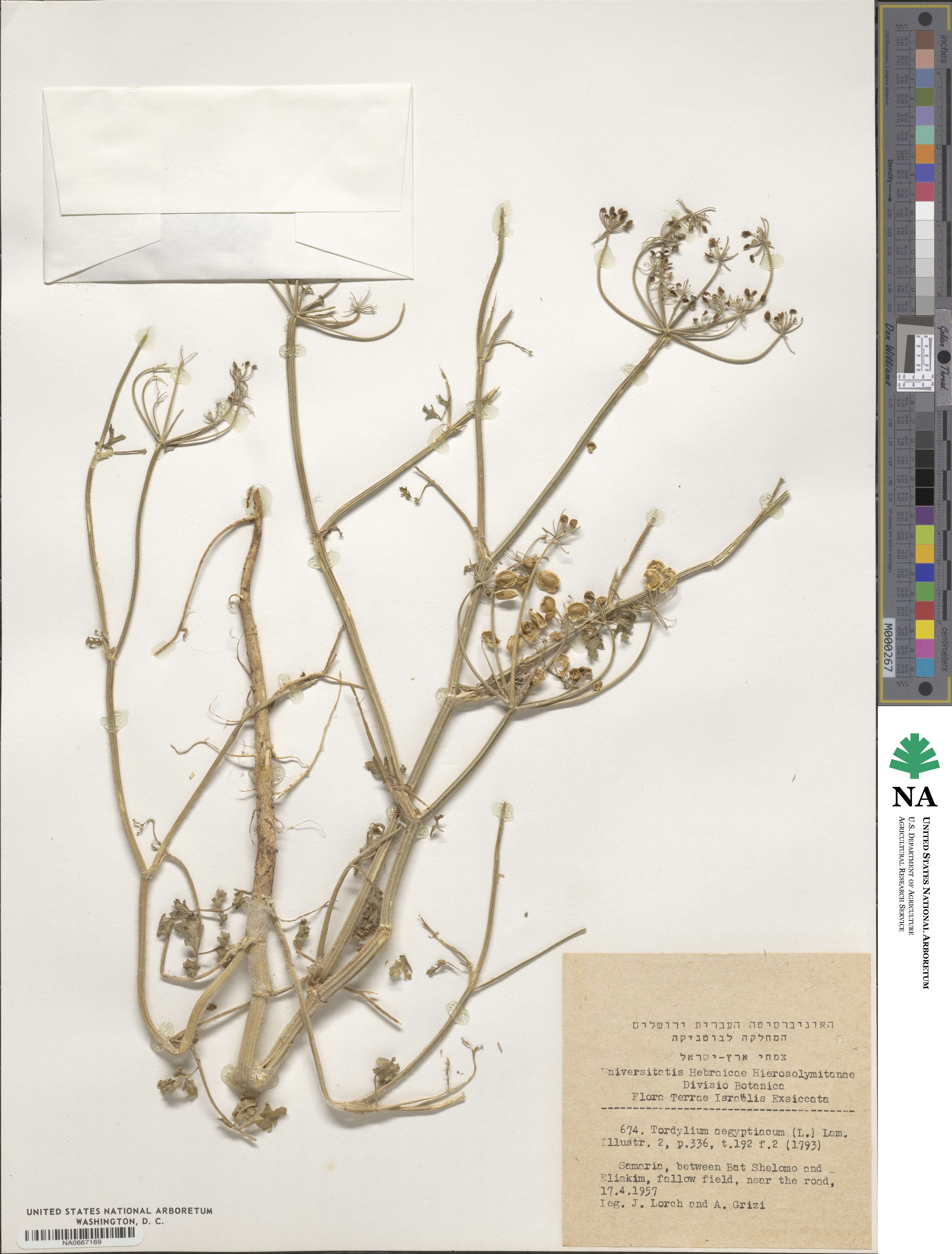 Tordylium aegyptiacum image