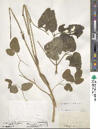 Laserpitium latifolium image