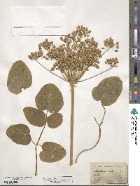 Laserpitium latifolium image