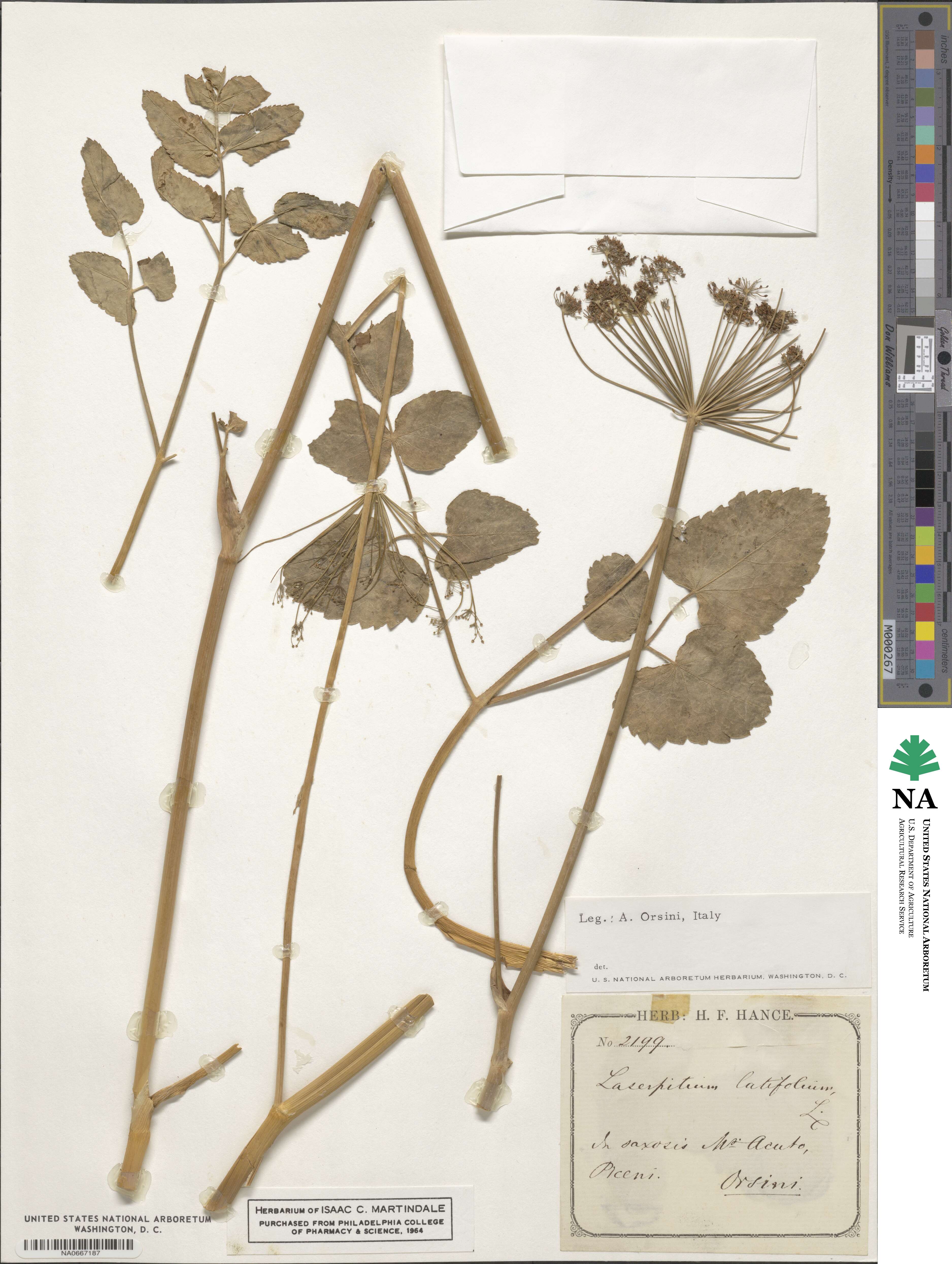 Laserpitium latifolium image