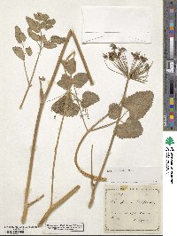 Laserpitium latifolium image