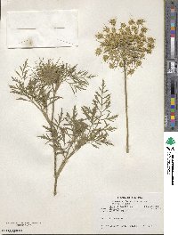 Daucus carota image