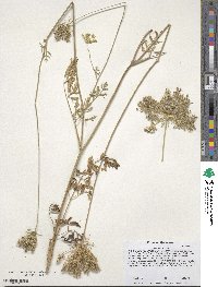 Daucus carota image