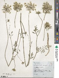 Daucus carota image