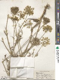 Daucus carota image