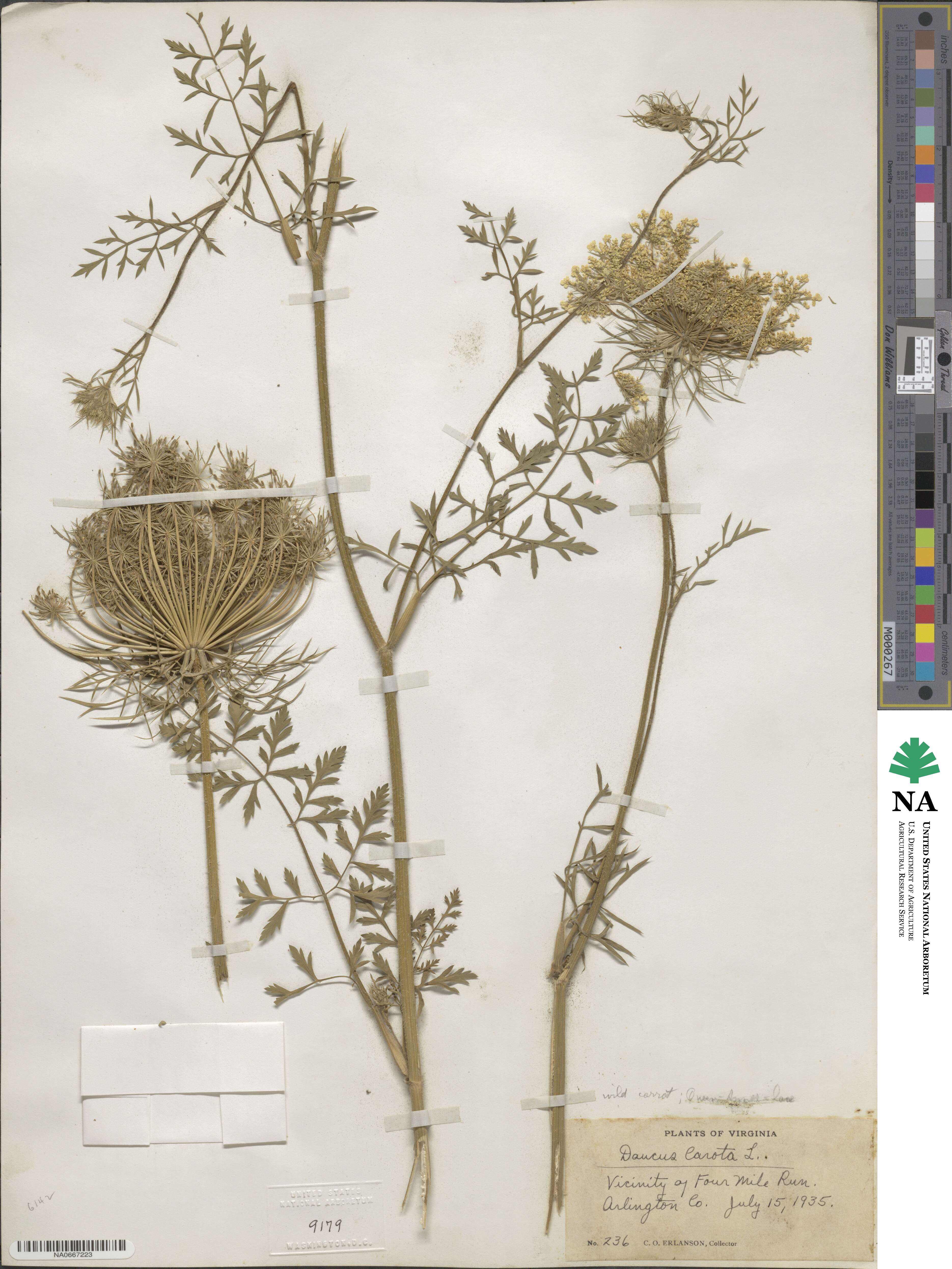 Daucus carota image