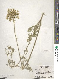 Daucus carota image