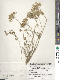 Daucus carota image