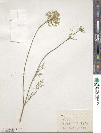 Daucus carota image