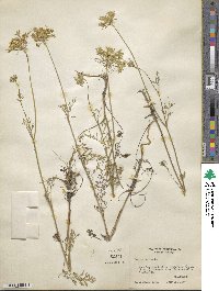 Daucus carota image