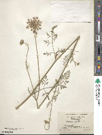 Daucus carota image