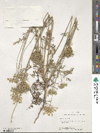 Daucus carota image