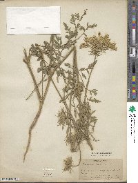 Daucus carota image