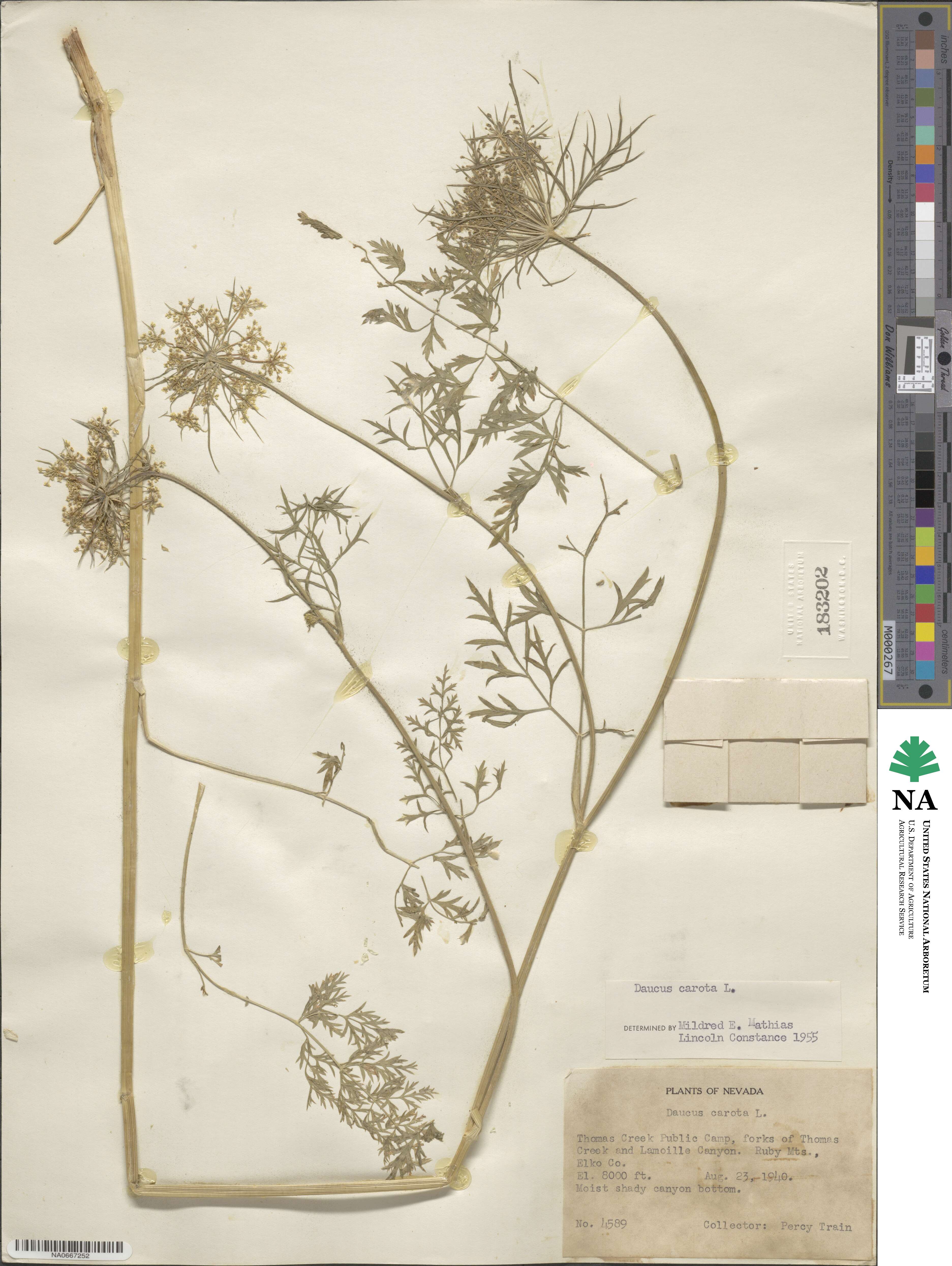 Daucus carota image
