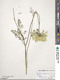 Daucus carota image