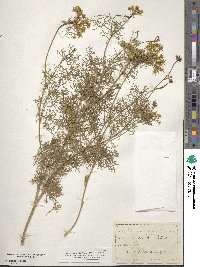 Image of Daucus maritimus