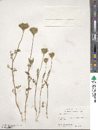 Image of Daucus pusillus