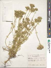 Daucus pusillus image