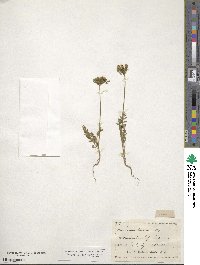 Daucus pusillus image