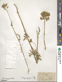 Daucus pusillus image