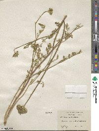 Daucus pusillus image