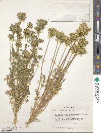 Daucus pusillus image