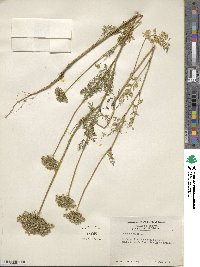 Daucus pusillus image