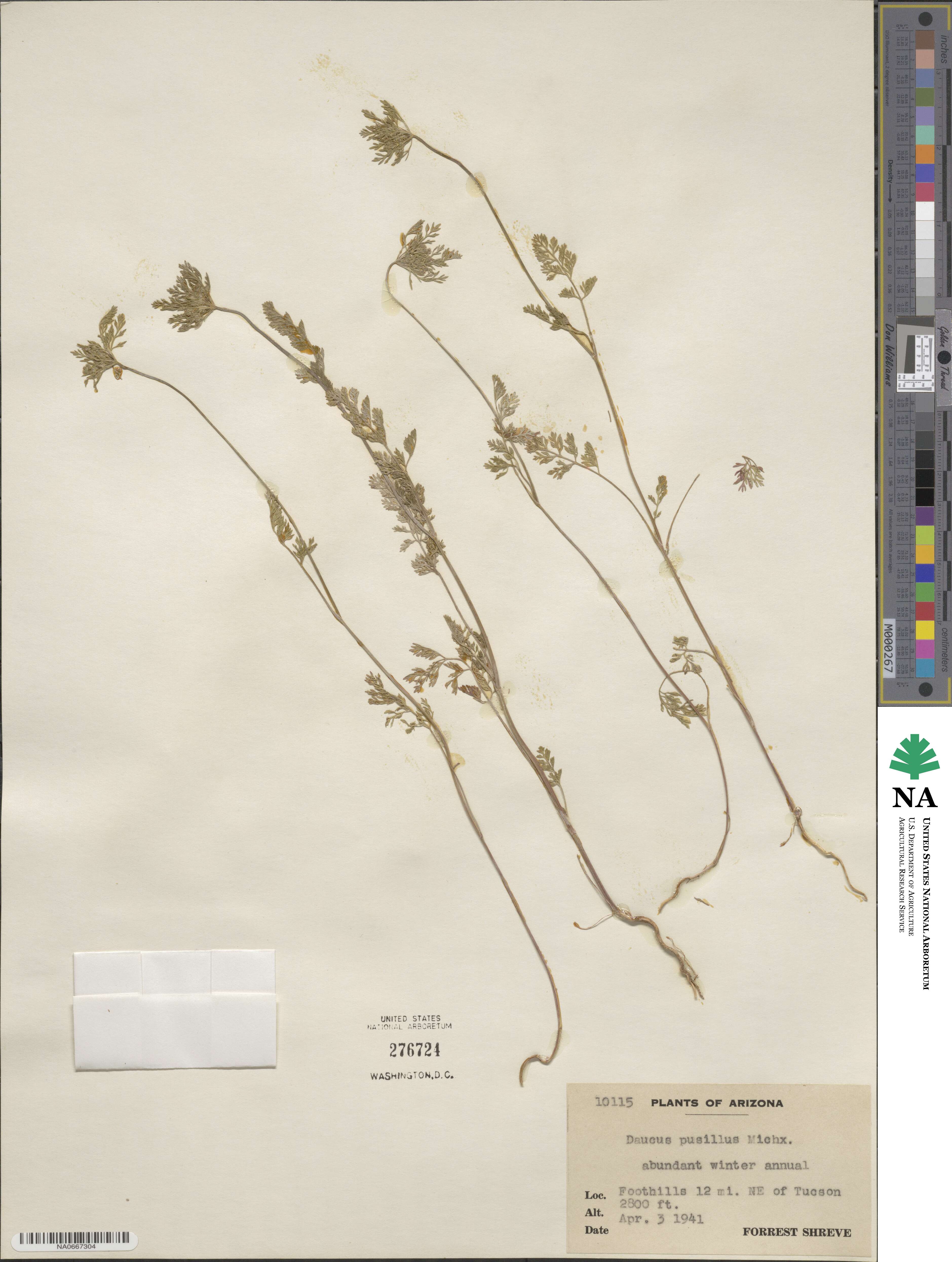 Daucus pusillus image