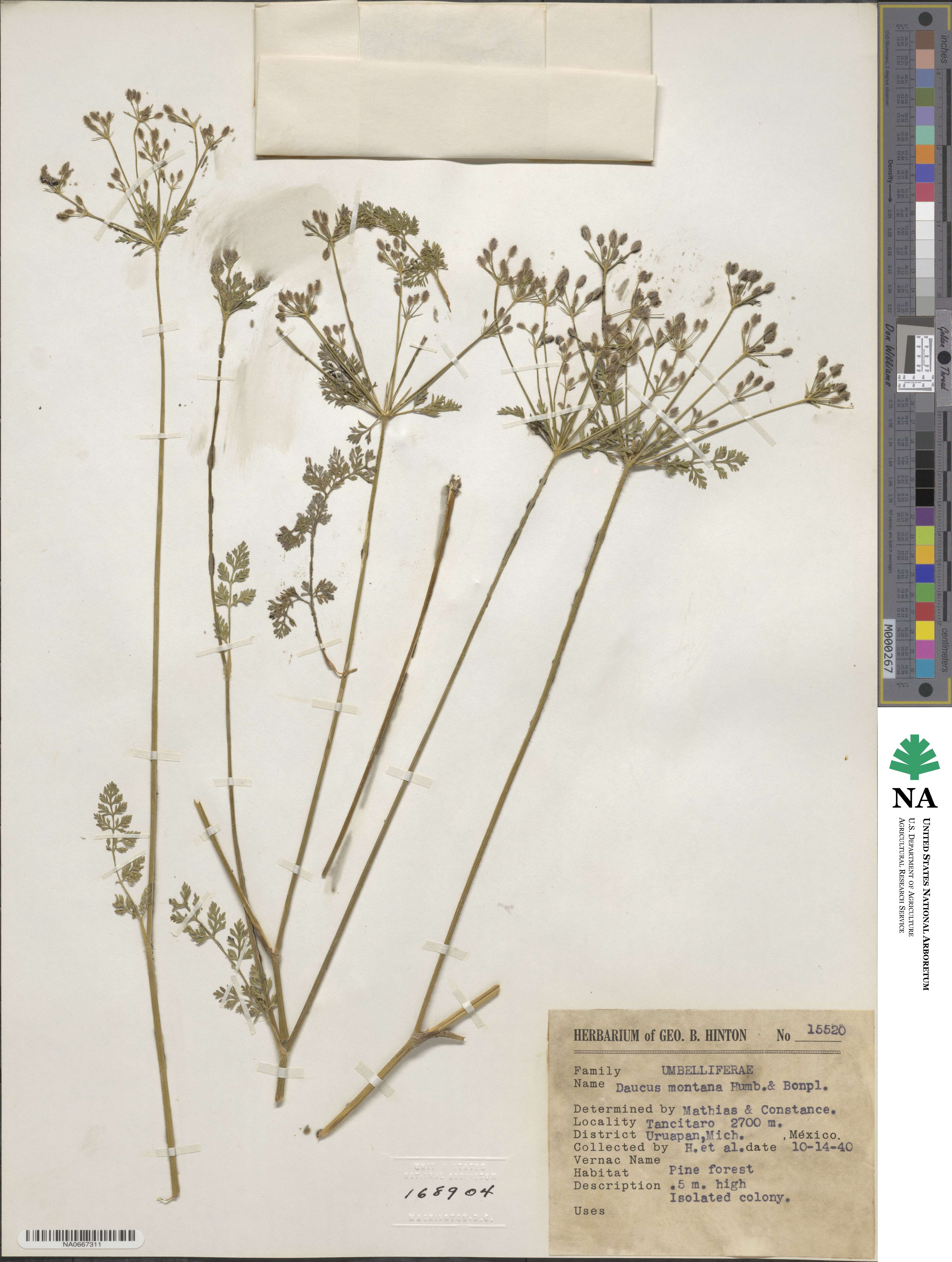 Daucus montanus image