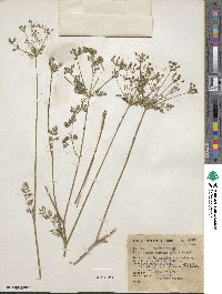 Daucus montanus image