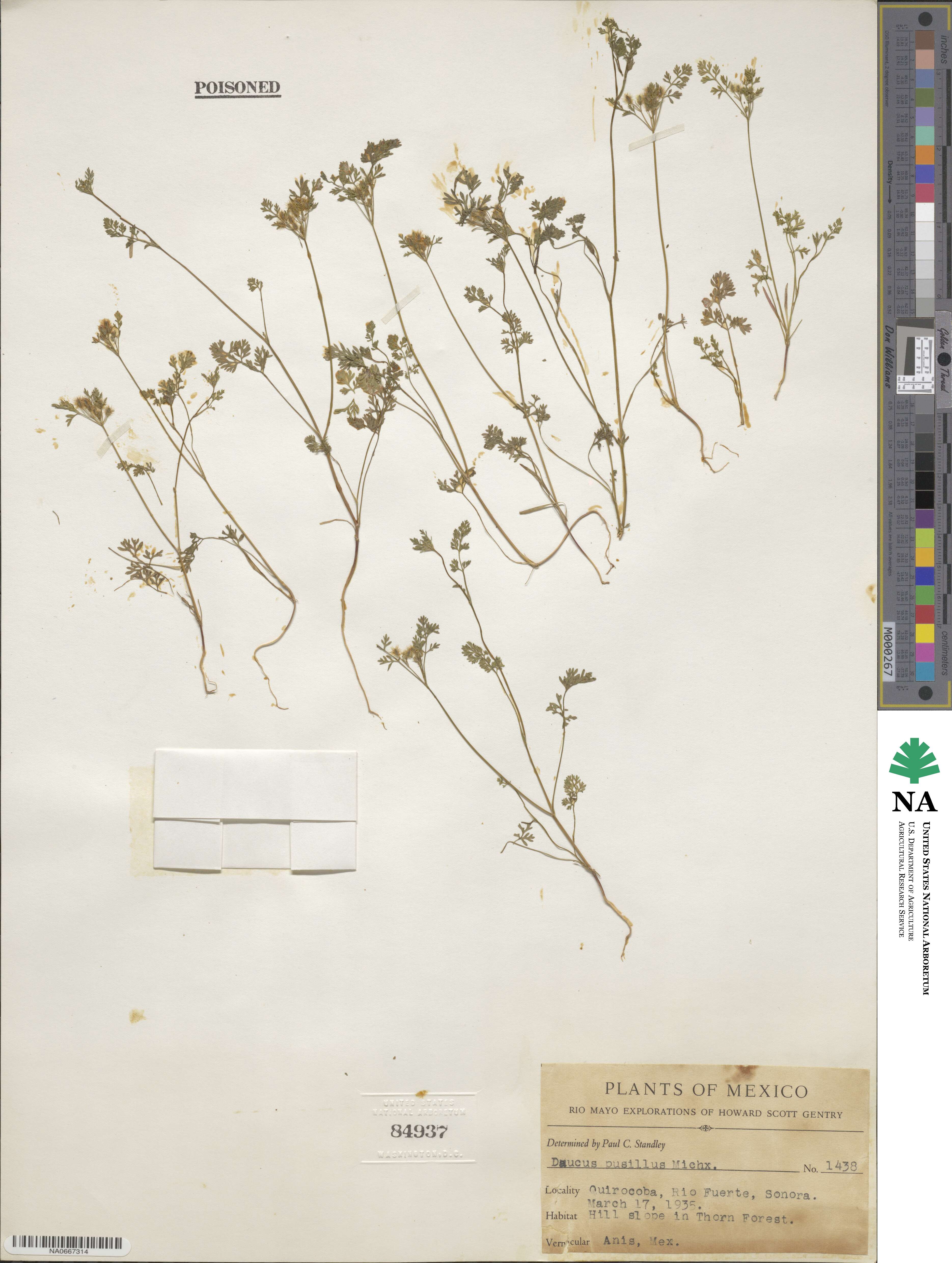 Daucus pusillus image