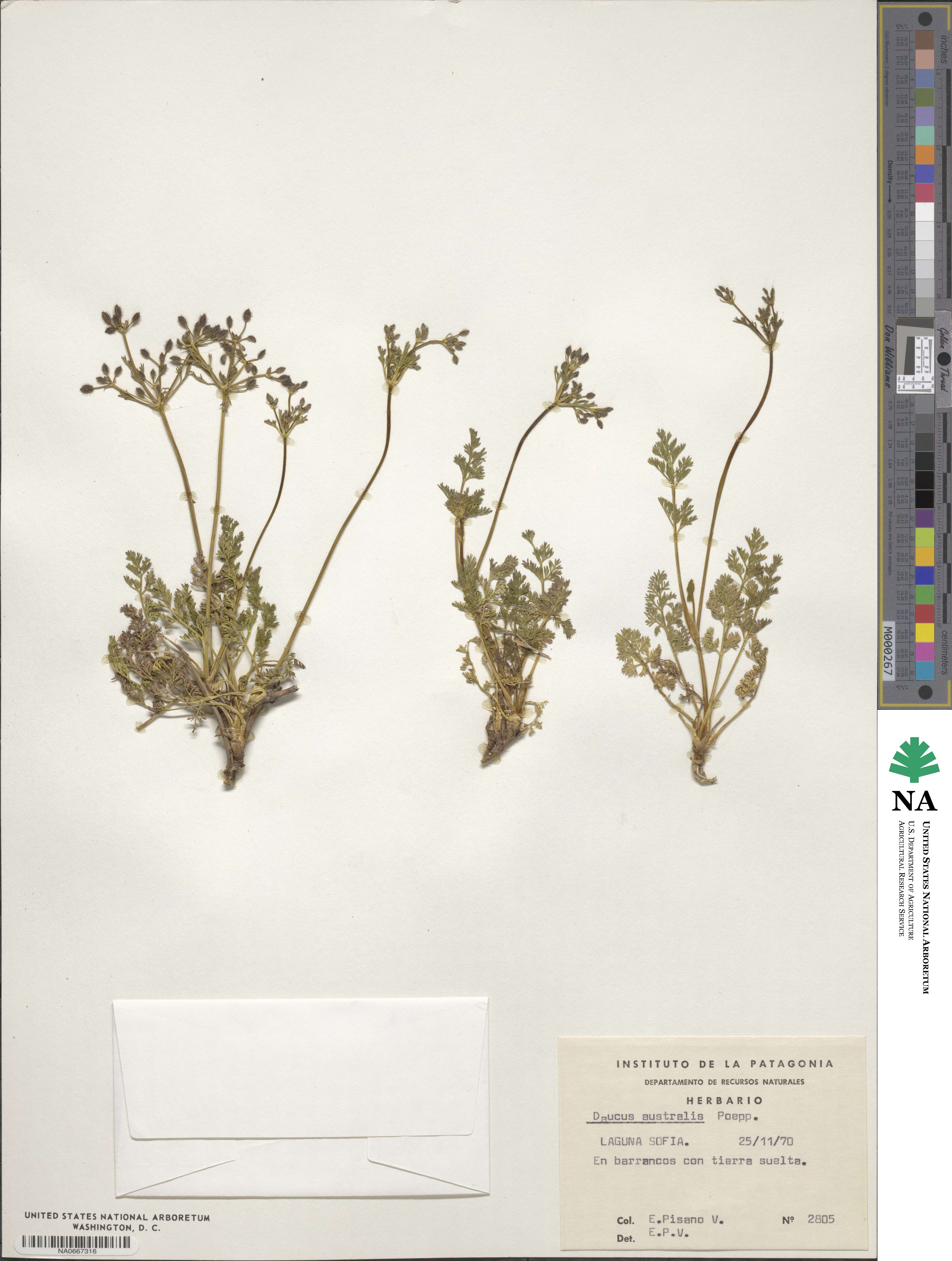 Daucus australis image