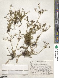 Daucus australis image