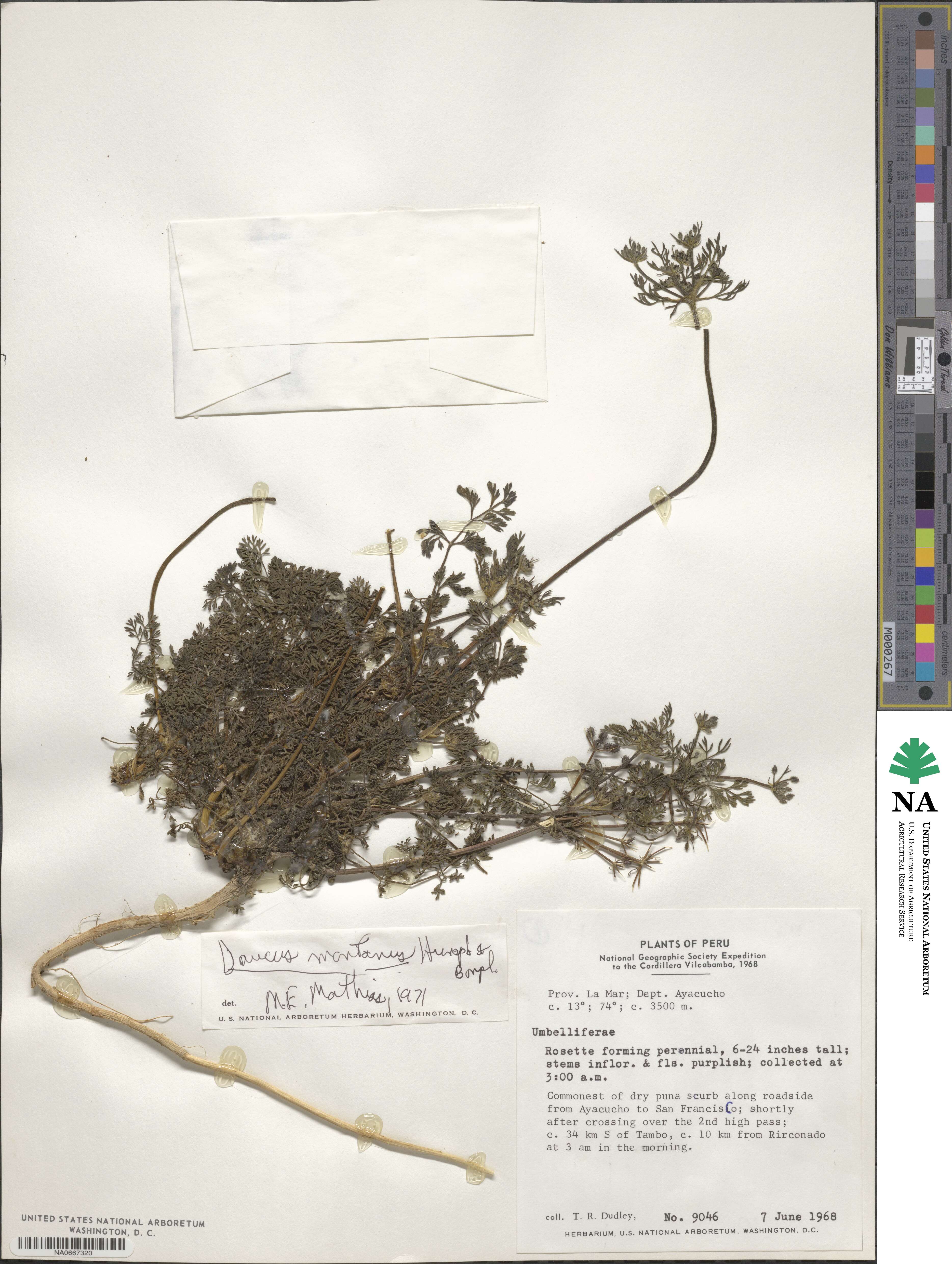 Daucus montanus image