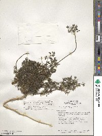 Daucus montanus image