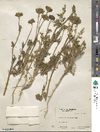 Daucus pusillus image