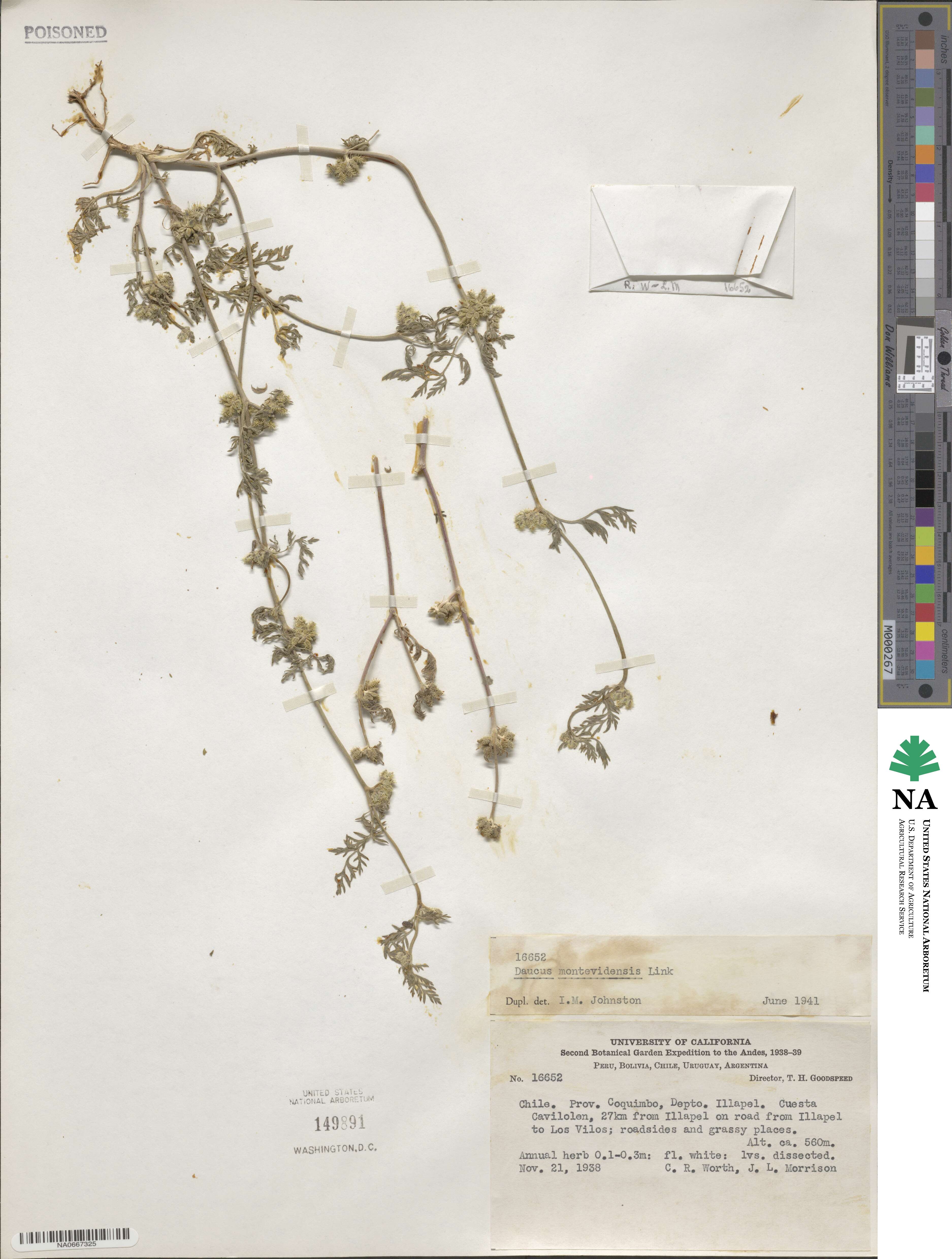 Daucus pusillus image