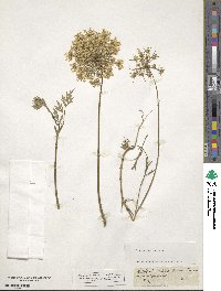 Daucus carota image