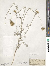 Daucus carota image