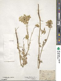 Daucus carota image