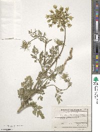 Daucus carota image