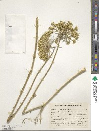 Daucus carota image