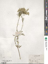 Daucus carota image