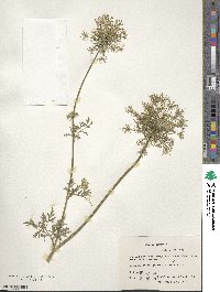 Daucus carota image