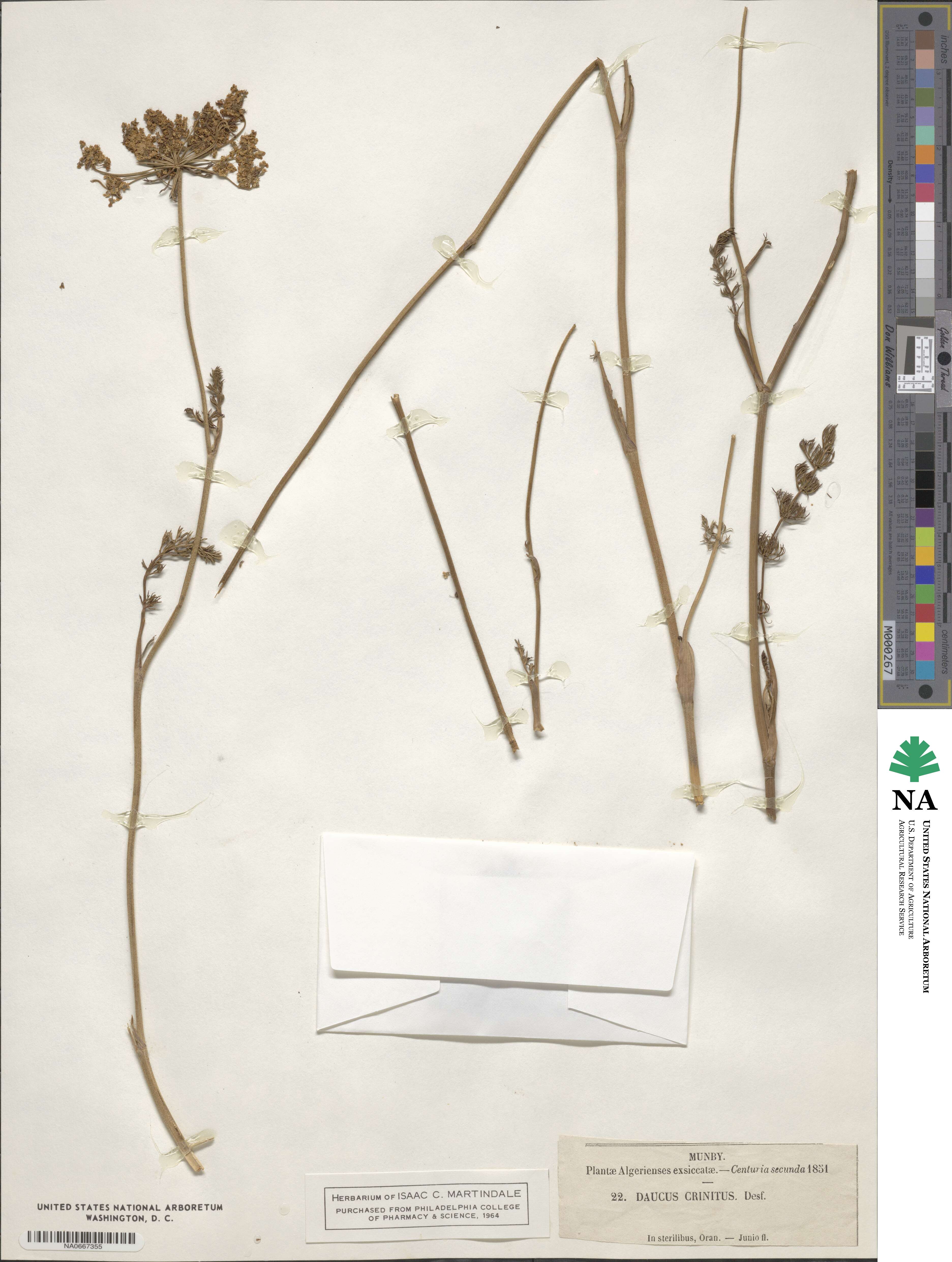 Daucus crinitus image