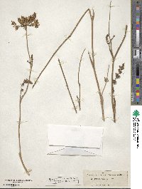 Daucus crinitus image